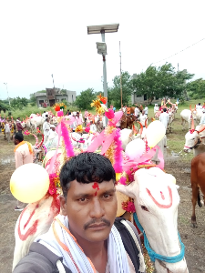 गावात बैलपोळा सण उत्साहात